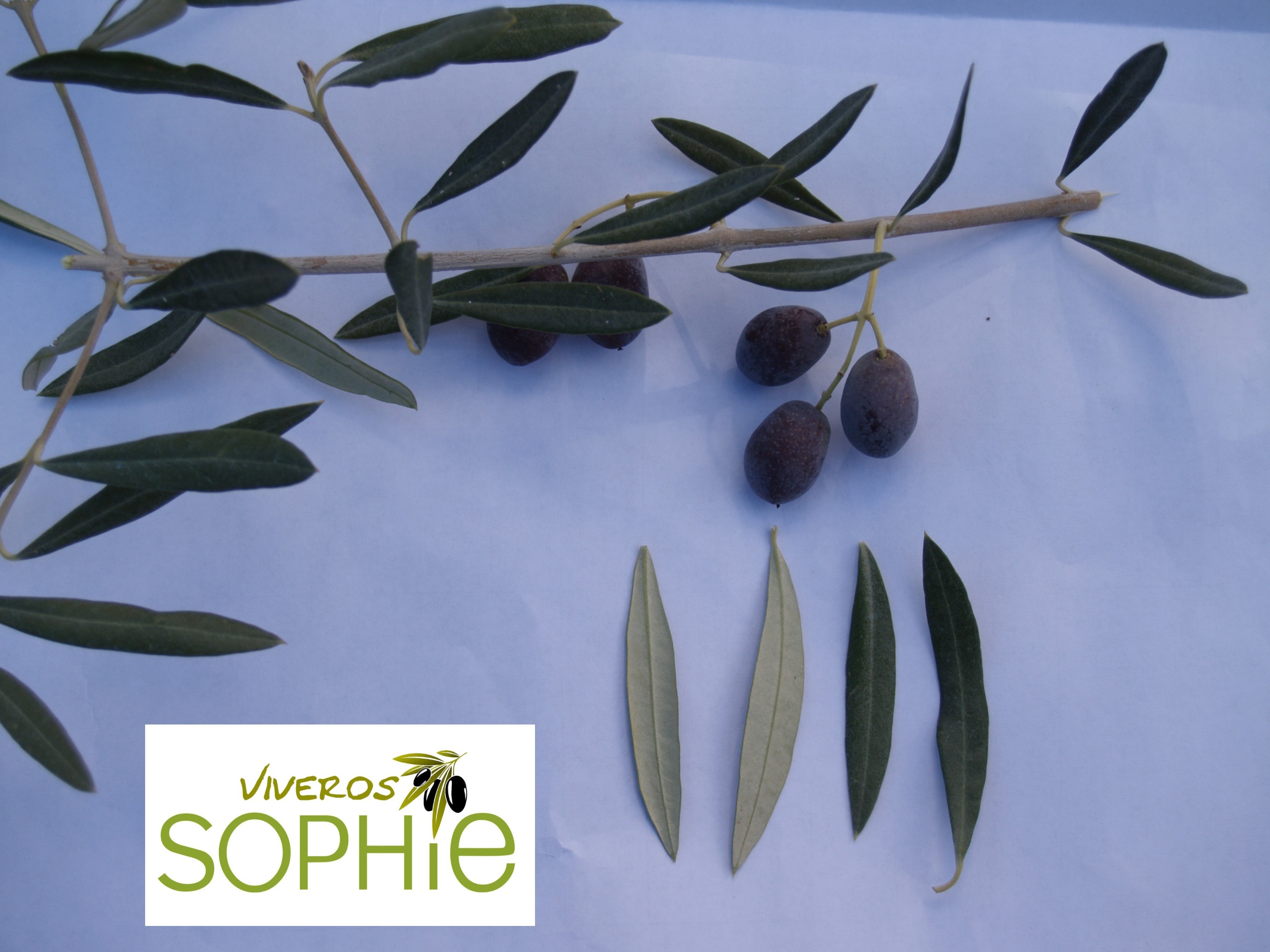 Variedad de olivo GENOVESA